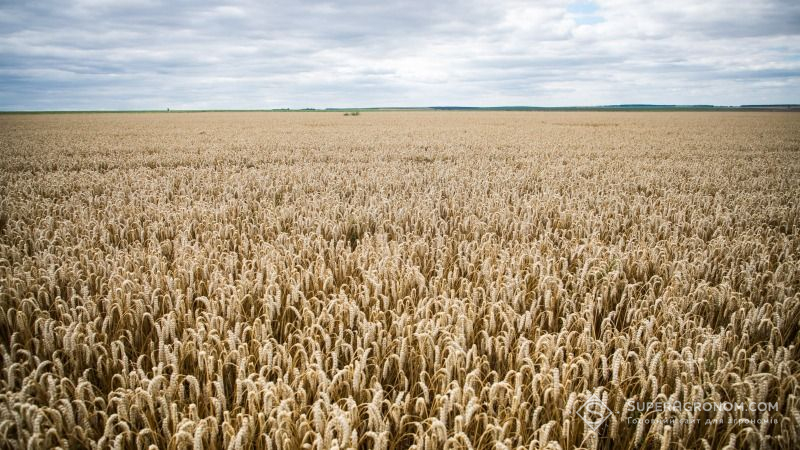 Україна — лідер серед інакших країна за показником зростання врожайності пшениці