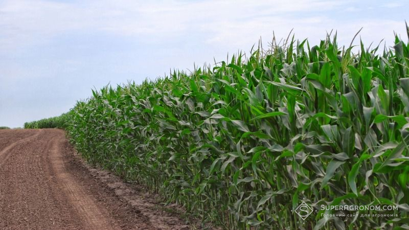 Посівні площі під кукурудзою у США можуть скоротяться до трирічного мінімуму