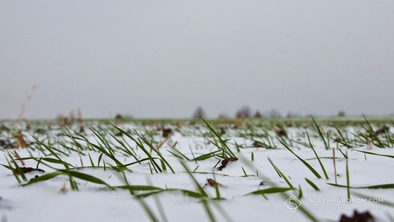 Березневе похолодання не становить загрози озимим та садам на Дніпропетровщині