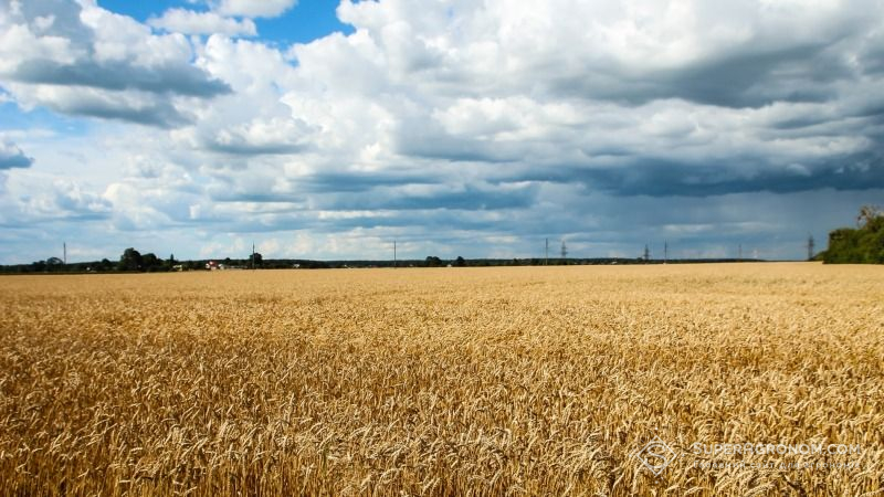 В Європі очікують на зростання врожайності пшениці та ячменю