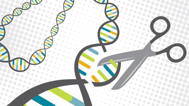 Monsanto розпочне глобальні дослідження технології CRISPR