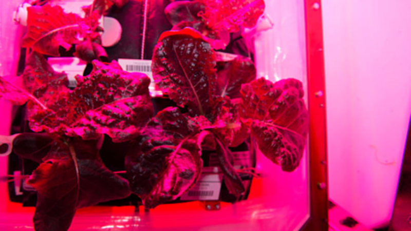 Астронавти NASA зібрали перший космічний урожай