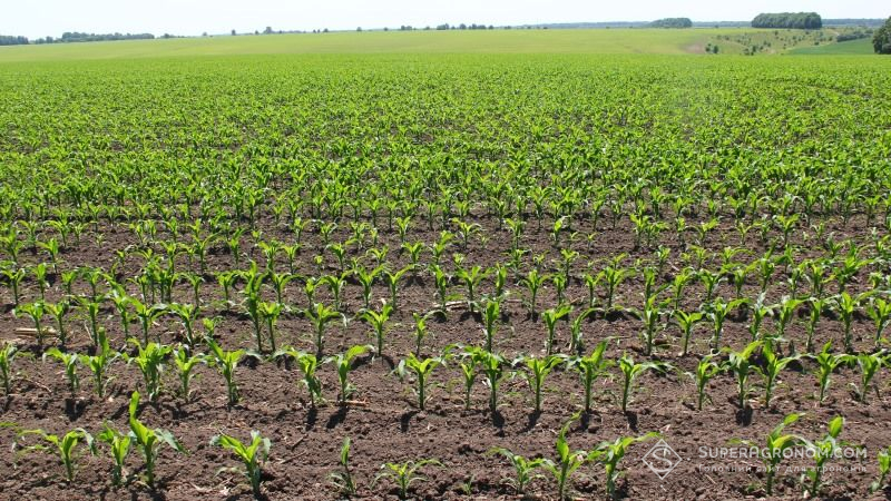 Вінниччина планує збільшити посіви кукурудзи за рахунок скорочення площ під соняшником