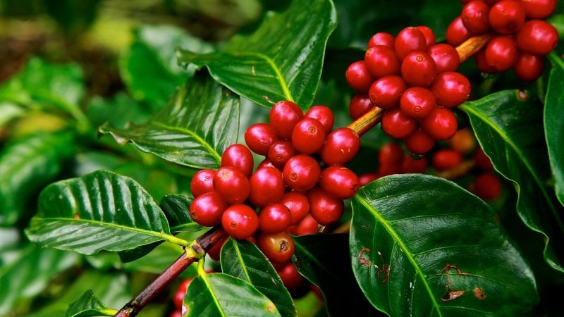 Глобальне потепління загрожує кавовим плантаціям по усьому світі