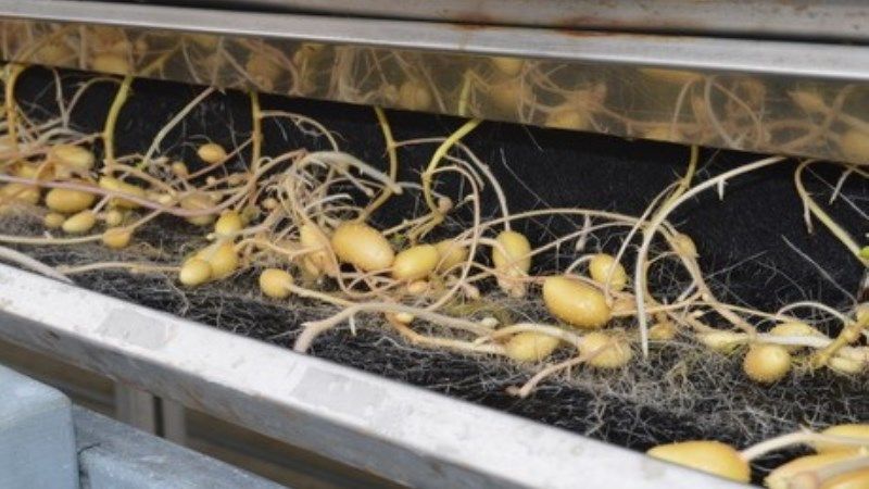 Австралійці навчились вирощувати картоплю на гідропоніці
