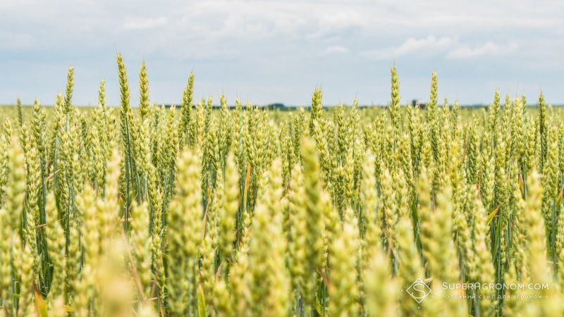 Хороший запас міді сприяє отриманню якісних врожаїв зернових