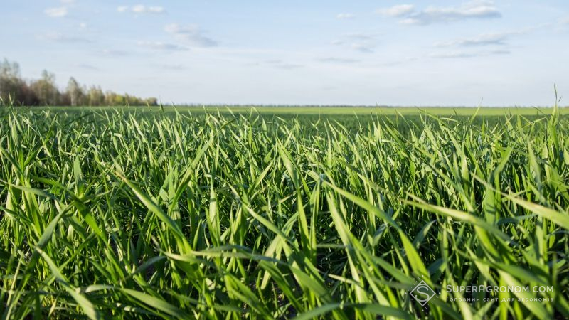 Подекуди хворобами уражено до третини посівів озимих зернових