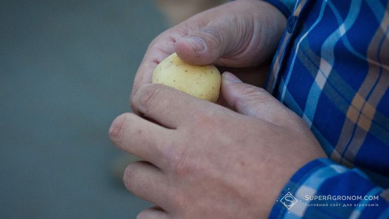 Голландський кооператив займається вирощуванням високоякісної насіннєвої картоплі в Україні