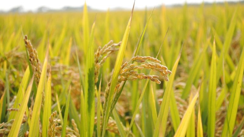 На півдні України почали сіяти рис