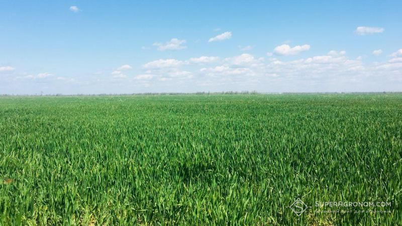 Посіви озимих на Луганщині знаходяться у незадовільному стані