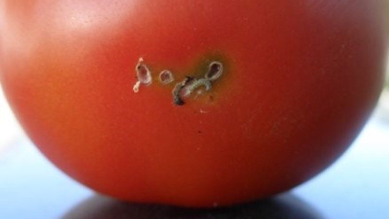 На Одещині затримали вантаж томатів заражений карантинним шкідником