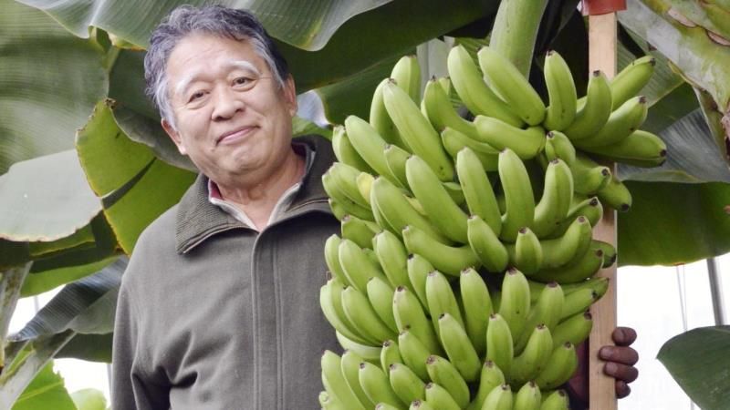 В Японії навчились вирощувати морозостійкі банани