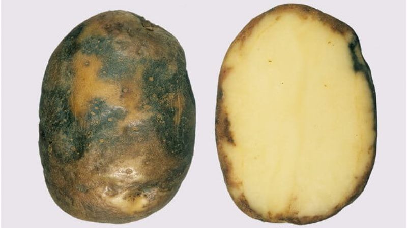 Стійка до фітофторозу ГМ-картопля дозволяє на 90% скоротити використання пестицидів