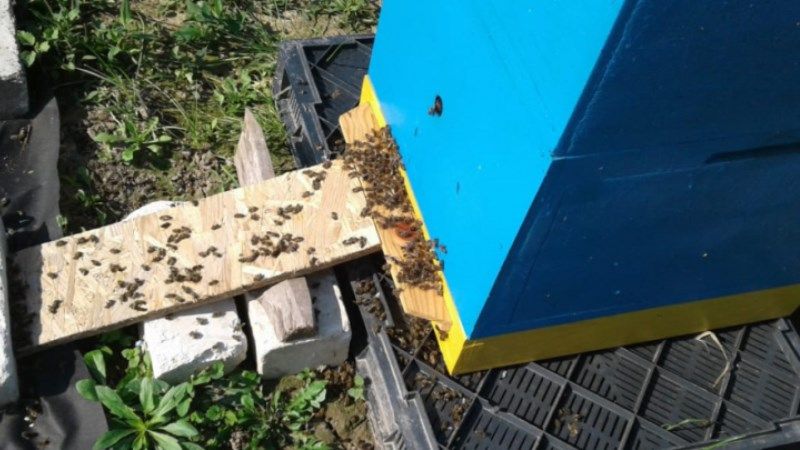 Обробка полів пестицидами призвела до масової гибелі бджіл на Волині