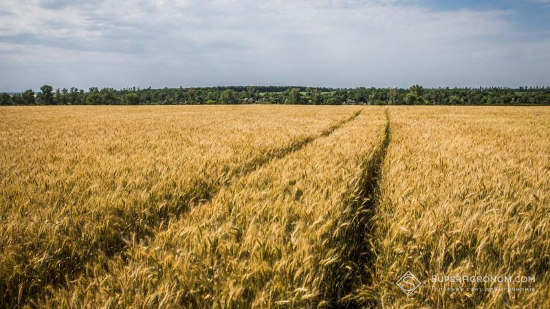 Враховуючи погодні умови пшениця цьогоріч достигне на 1-2 тижні раніше — прогноз