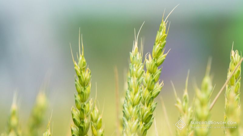 Поточний сезон сприятиме отриманню високих врожаїв на Черкащині — синоптики