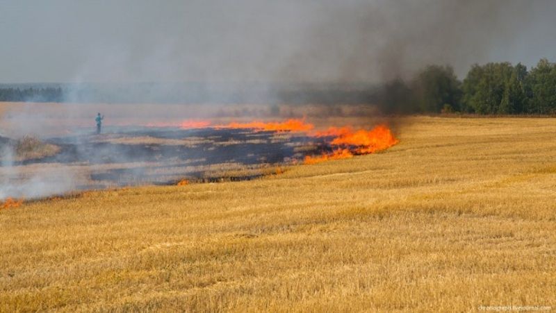 На Херсонщині загорілося поле пшениці площею 100 га