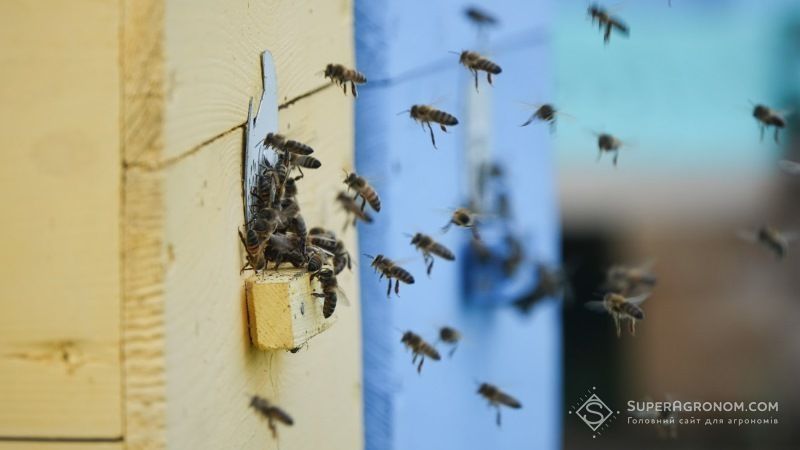 Від пестицидів на Запоріжжі масово гинуть бджоли