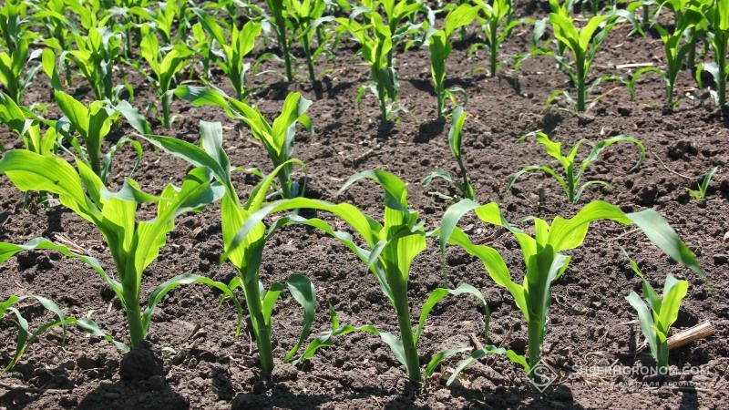 Аграрії завершують сіяти кукурудзу на зерно