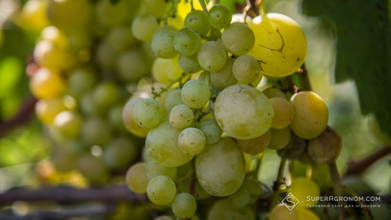 Експерт розповів як запобігти поширенню оїдіуму на плантаціях винограду