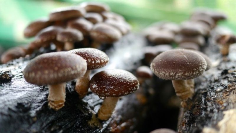 В Україні зростає попит на вирощування екзотичних грибів