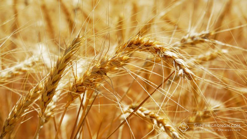 В Україні зібрано перший мільйон тонн зерна урожаю 2018 року