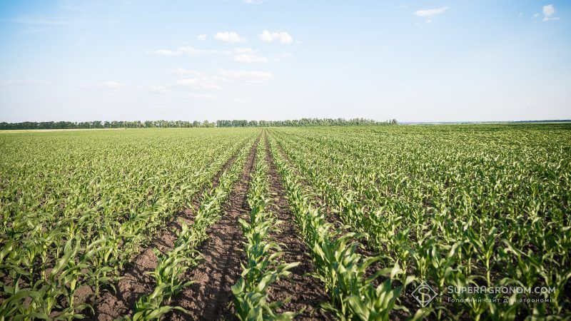 Посівні площі під кукурудзою на Чернігівщині сягнули рекордних 405 тис. га