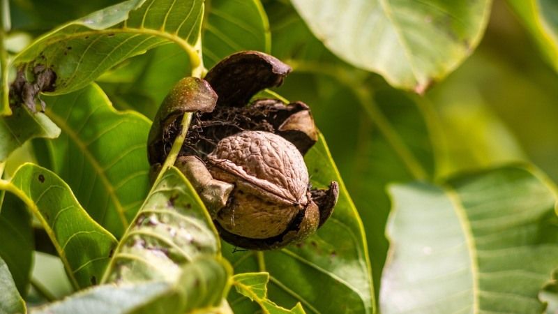 За останні 10 років комерційний сектор вирощування горіхів зріс втричі — ФАО