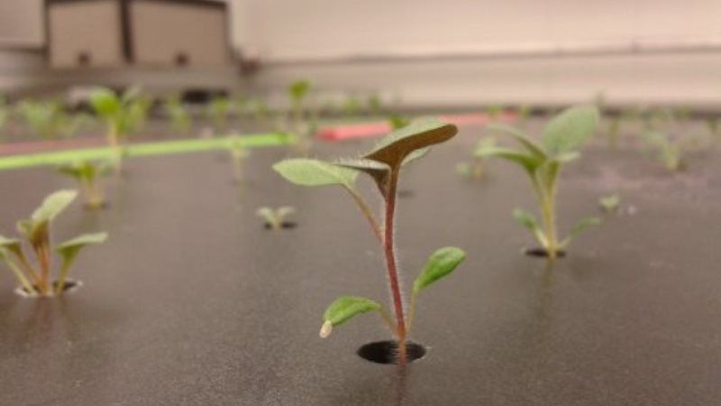 Фотосинтез може слугувати інструментом для раннього прогнозування появи стресів у рослин