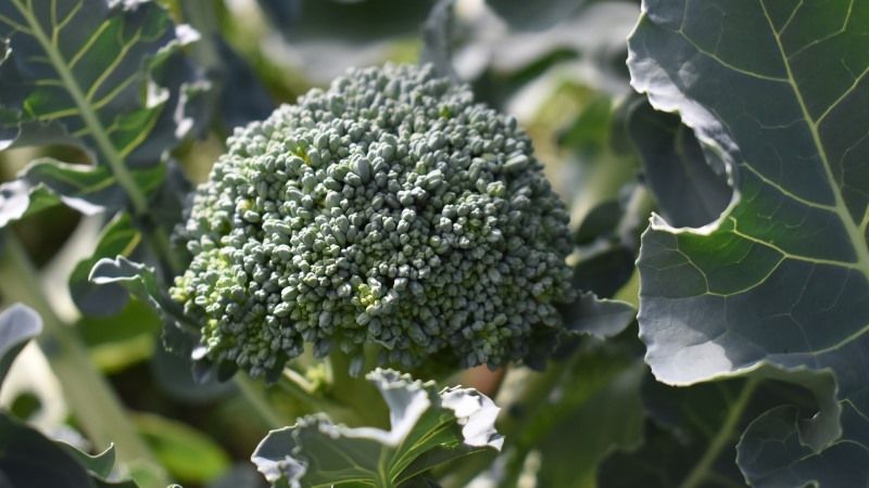 В Україні зростає попит на вирощування броколі та цвітної капусти