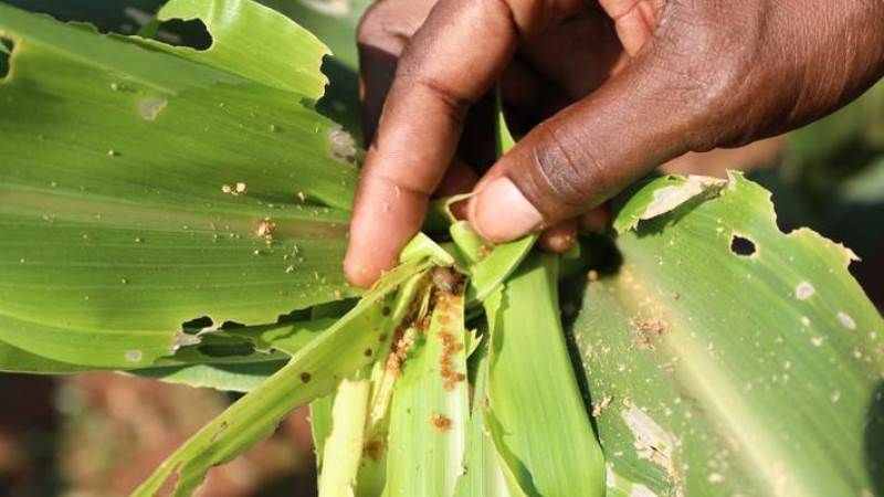 ФАО запускає масштабну програму боротьби з кукурудзяною совкою