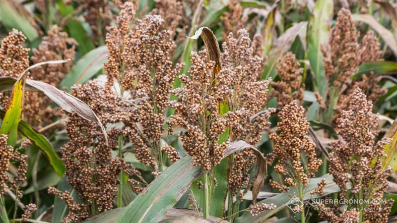 Гени сорго хочуть використати для покращення посухостійкості зернових