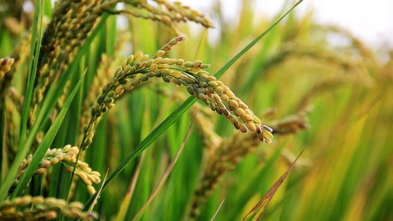 Після анексії Криму на Херсонщині активно почали вирощувати рис