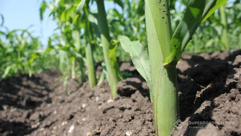 Опади наприкінці червня поліпшили стан посівів кукурудзи та соняшнику — НААН