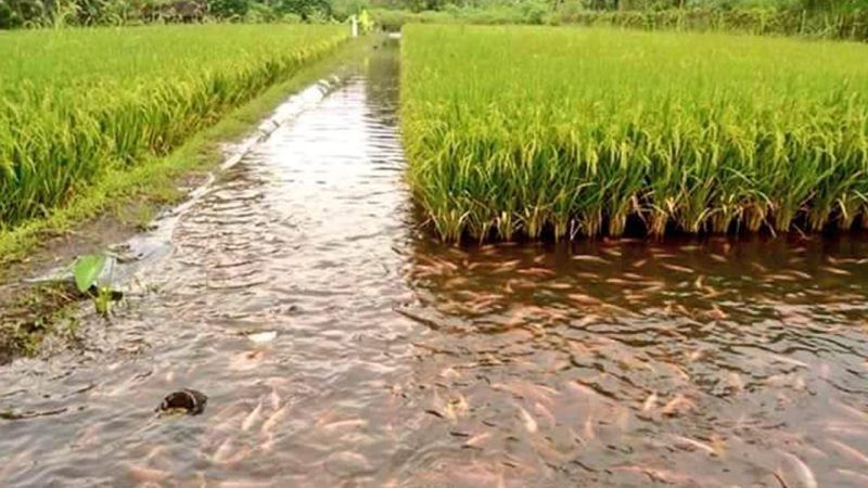 На затопленому полі аграрій-ентузіаст одночасно вирощує рис та рибу