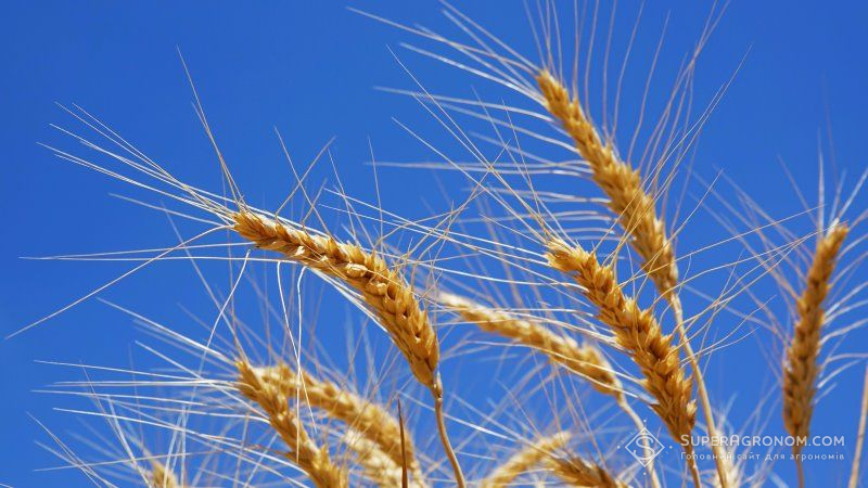 Через брак вологи середня врожайність пшениці на Херсонщині знизилась на 10%