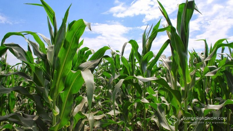 Для вегетації кукурудзи на Вінниччині склались найоптимальніші умови — фахівці