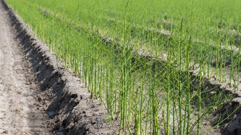 Для вирощування спаржі в Україні підходять практично всі ґрунти — експерт