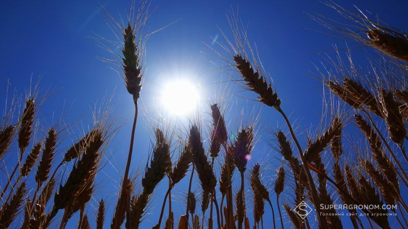 Посуха нищить врожаї аграріїв на Донбасі