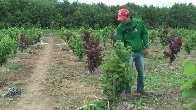 В Україні може зникнути унікальний фундуковий сад