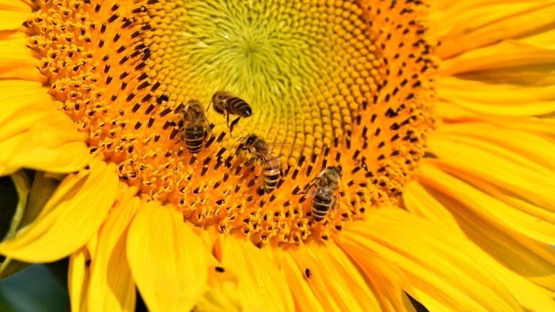Пестициди здатні викликати у бджіл «склероз»