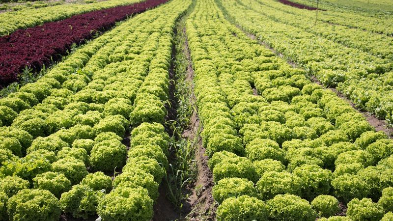 За передовими зарубіжними технологіями іспанська компанія вирощує в Україні елітні сорти салату