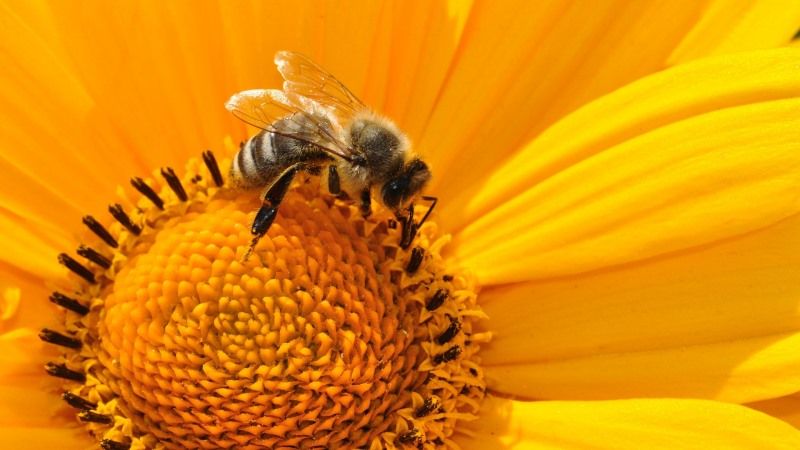 Неякісна агрохімія — причина масової гибелі бджіл в Україні