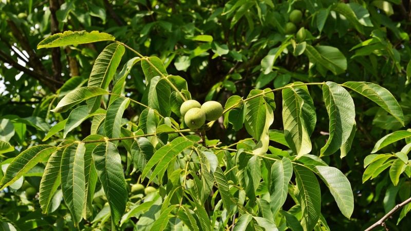 ​Фермер-підприємець створив унікальний високоприбутковий мішаний сад горіхів