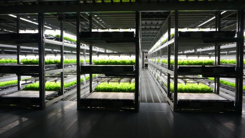 Вирішити проблему нестачі овочів допоможуть роботизовані вертикальні ферми