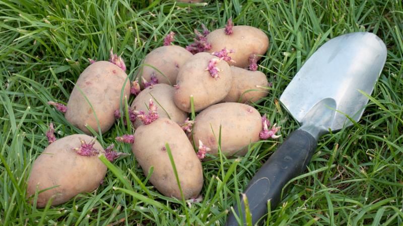 Нанотехнології допоможуть покращити умови зберігання врожаю картоплі