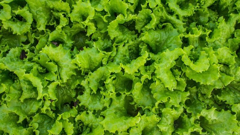 Досягти найвищої рентабельності можна вирощуючи салат в теплицях