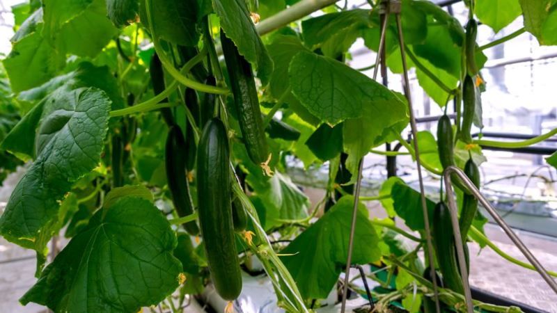 За технологію інтерплантингу на Одещині взялись вирощувати огірки