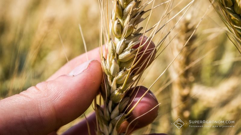 Дощі перешкоджають збиранню врожаїв та можуть призвести до суттєвого зниження якості зерна