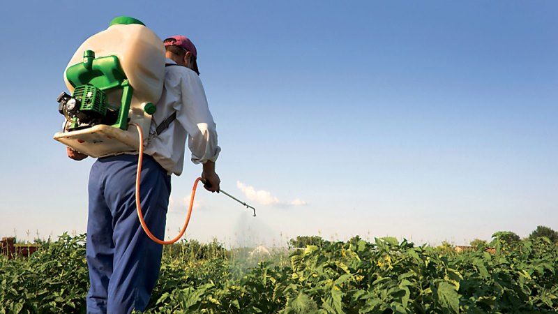 Синтетичні пестициди хочуть замінити хижими осами, феромонами та органічною плівкою